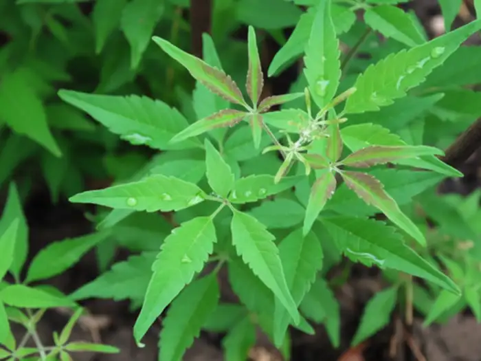 Close-up of Lagundi leaves, a DOH-approved herbal medicine for cough and asthma.