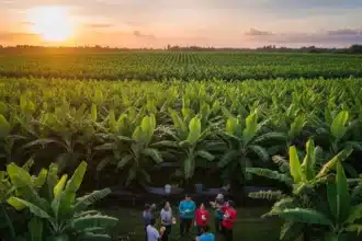 A close-up shot of a large, freshly harvested bunch of green Cavendish bananas, with the lush, green background of a Panabo plantation.