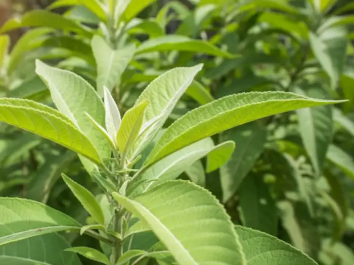 Sambong plants growing in a Filipino backyard garden.