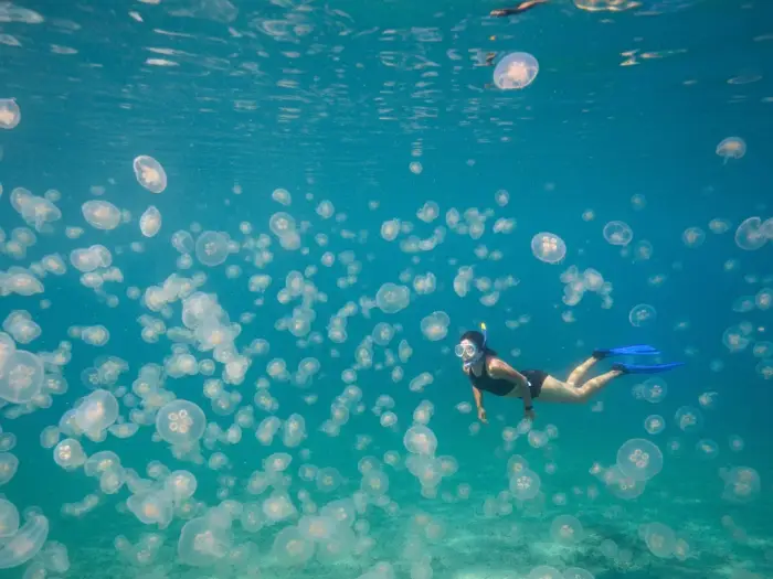 Snorkeler surrounded by stingless jellyfish in the Jellyfish Lagoon of Sohoton Cove.