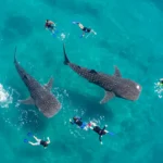 Whale shark swimming beside tourists during an eco-friendly snorkeling tour in Oslob, Cebu.