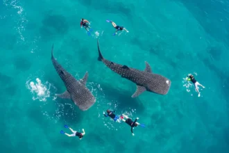 Whale shark swimming beside tourists during an eco-friendly snorkeling tour in Oslob, Cebu.