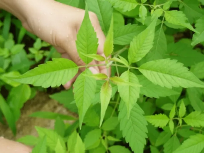 Fresh Lagundi (Vitex negundo) leaves shown in a typical Philippine backyard.